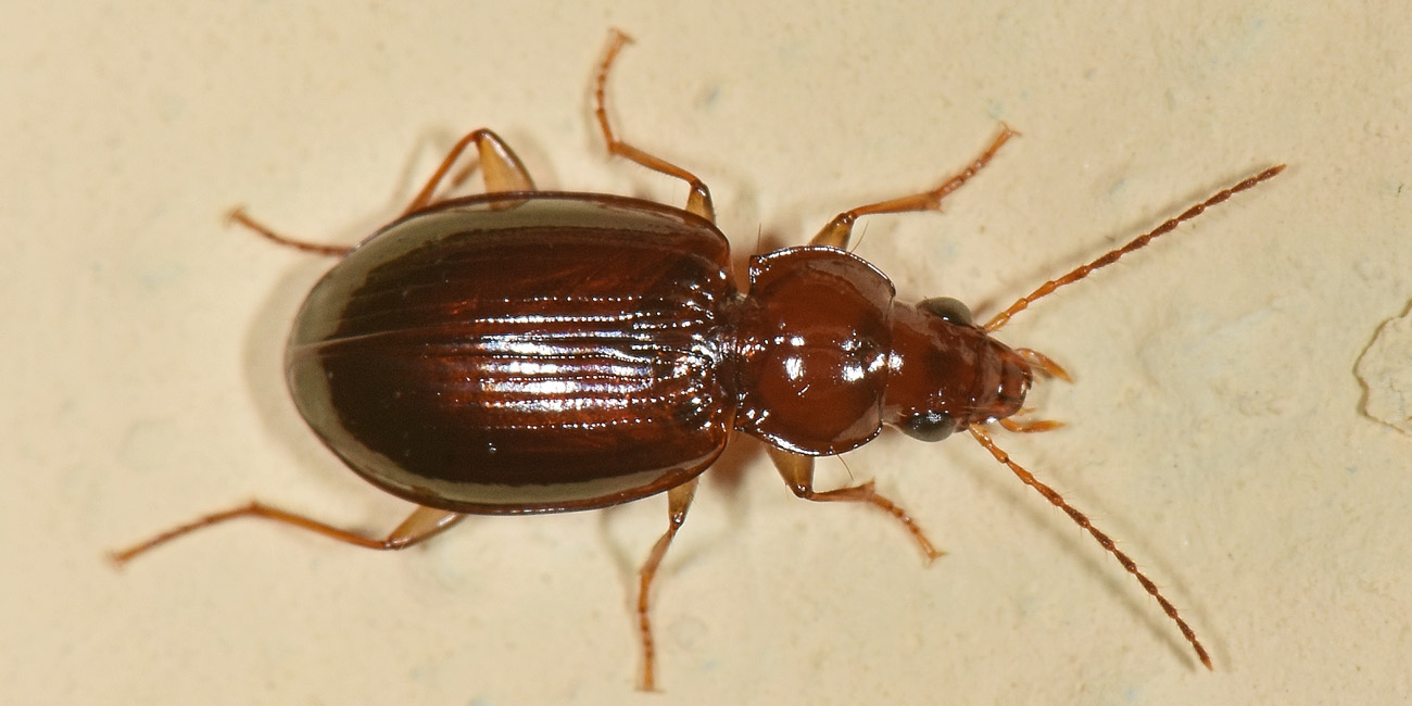 Carabidae: Ocys harpaloides? S, femmina